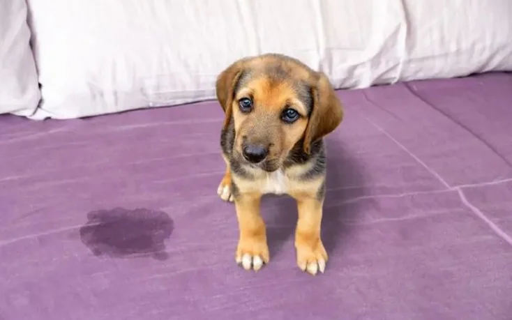 Recent Projects Before and After